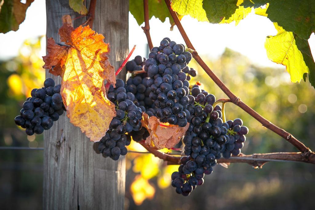 Straw Lodge Vineyard And Boutique Lodging Renwick Exterior photo